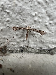 Platyptilia carduidactylus