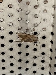 Spodoptera eridania