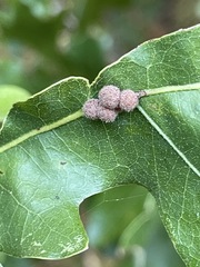 Atrusca carolina