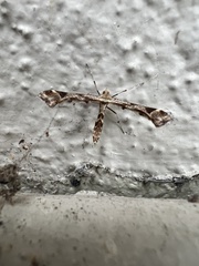 Platyptilia carduidactylus