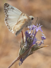 Heliopetes ericetorum