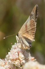 Heliopetes ericetorum