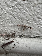 Platyptilia carduidactylus