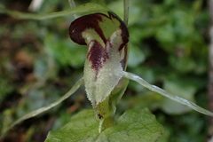 Corybas acuminatus
