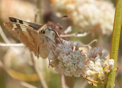 Heliopetes ericetorum
