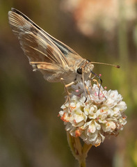 Heliopetes ericetorum