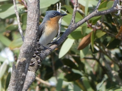 Myiagra rubecula