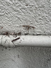 Platyptilia carduidactylus