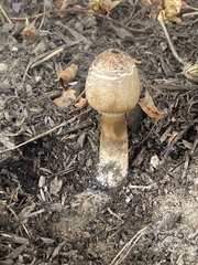 Agaricaceae