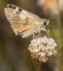 Heliopetes ericetorum