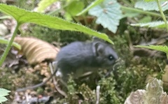 Peromyscus sonoriensis