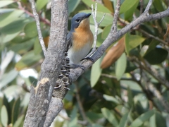 Myiagra rubecula