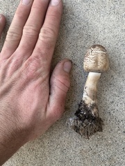 Agaricaceae