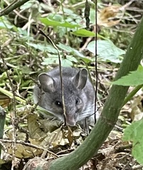 Peromyscus sonoriensis