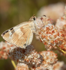 Heliopetes ericetorum