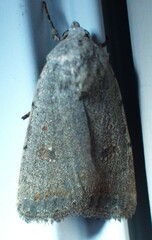 Caradrina montana