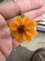 Zinnia haageana