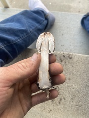 Agaricaceae