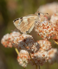 Heliopetes ericetorum