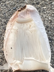 Agaricaceae