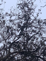 Patagioenas fasciata