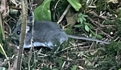 Peromyscus sonoriensis