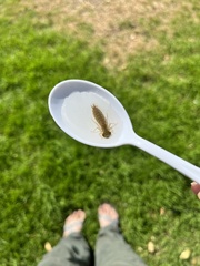 Adversaeschna brevistyla