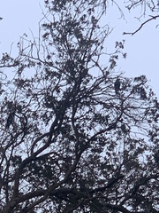 Patagioenas fasciata