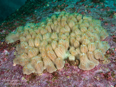 Botrylloides magnicoecus