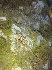 Ortholeptura valida