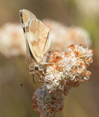 Heliopetes ericetorum
