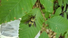 Laphria grossa