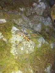 Ortholeptura valida