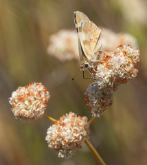 Heliopetes ericetorum