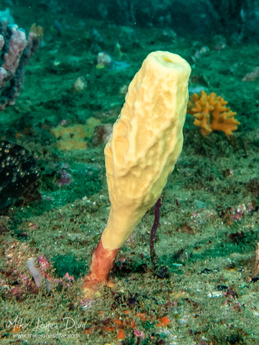 Aplysina lendenfeldi