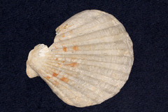 Pectinidae