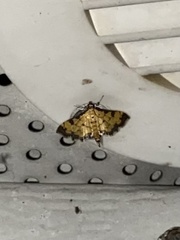 Ategumia ebulealis