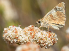 Heliopetes ericetorum