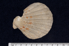 Pectinidae