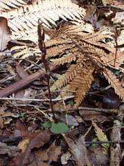 Acianthus sinclairii