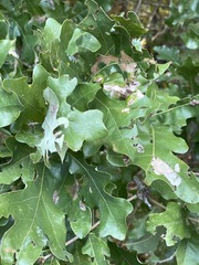 Atrusca carolina