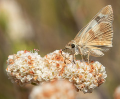 Heliopetes ericetorum