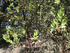 Arctostaphylos virgata