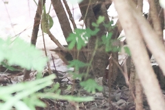 Helopsaltes certhiola