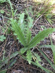 Cirsium horridulum