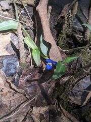Commelina cyanea