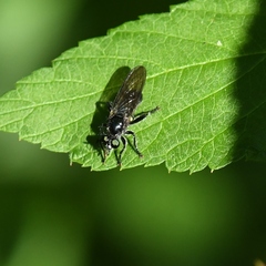 Laphria canis