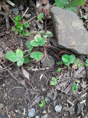 Potentilla micrantha