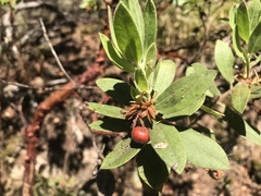 Arctostaphylos virgata
