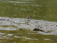 Charadrius collaris